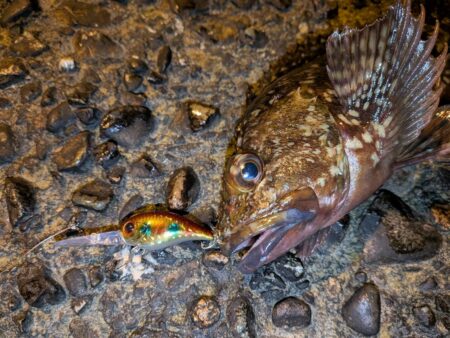 ガシラ自己記録更新